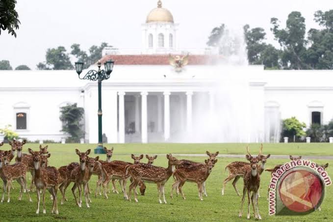 Penangkaran Rusa Totol Jinak di Istana Kepresidenan Bogor